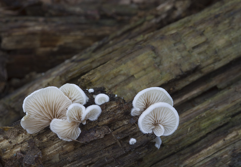 Crepidotus variabilis